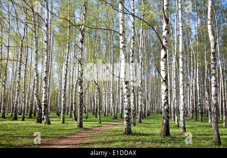 En voie de Birch Grove avec premier printemps verts Banque D'Images