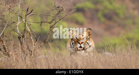 Tigre mâle fixant dans les herbes hautes, en partie caché, bandhavgarh national park, le Madhya Pradesh, Inde, Asie Banque D'Images