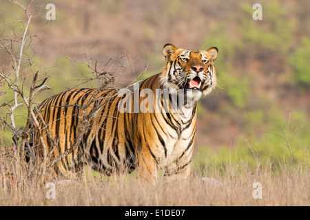 Tigre mâle debout et regardant vers le haut, bandhavgarh national park, le Madhya Pradesh, Inde, Asie Banque D'Images