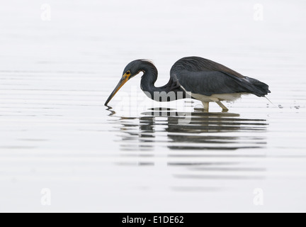 Aigrette tricolore, Egretta tricolor, dans les eaux peu profondes des marais et lagune de Fort de Soto poisson chasse , Florida, USA Banque D'Images