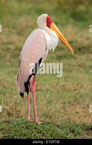 Yellow-billed stork (Mycteria ibis), Parc national du lac Nakuru, Kenya Banque D'Images