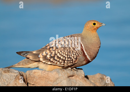 Ganga namaqua (namaqua Pterocles) à un point d'eau, désert du Kalahari, Afrique du Sud Banque D'Images