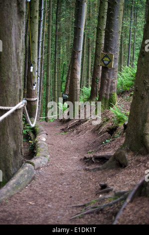 Chemin escarpé menant à travers les bois Banque D'Images