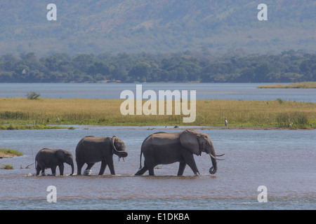 L'éléphant marche dans la rivière Zambèze Banque D'Images