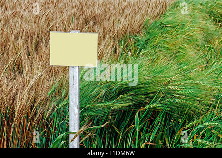 Le blé et l'orge fertile dans une station de recherche agricole. Banque D'Images