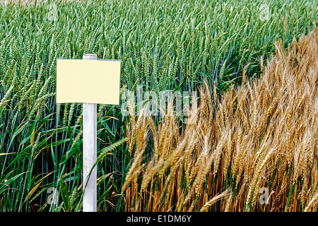 Le blé et l'orge fertile dans une station de recherche agricole. Banque D'Images