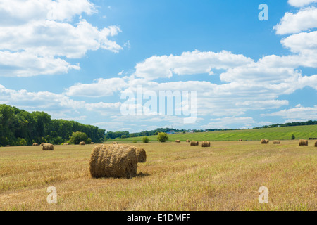 Les rouleaux de foin frais couché dans un champ sous un ciel nuageux ciel bleu Banque D'Images