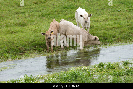 Jeunes bovins de potable Swift River dans la vallée de la Bourne Hampshire England UK Banque D'Images