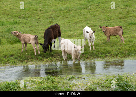 Jeunes bovins de potable Swift River dans la vallée de la Bourne Hampshire England UK Banque D'Images