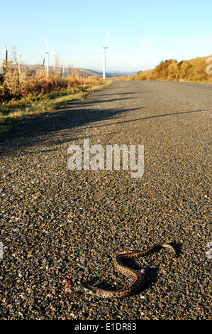 Cross ibérique (vipère Vipera seoanei) écrasé sur la route. Banque D'Images