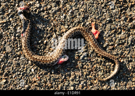 Cross ibérique (vipère Vipera seoanei) écrasé sur la route. Banque D'Images