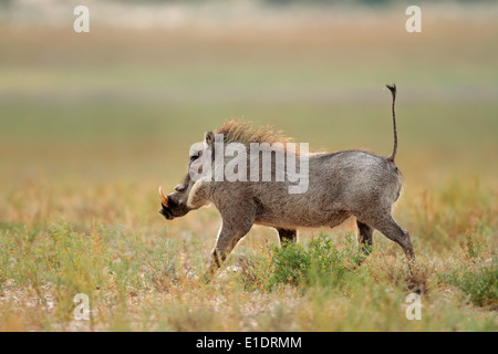Phacochère (Phacochoerus africanus) fonctionnant avec la queue dressée, Afrique du Sud Banque D'Images