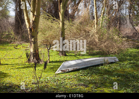 Une embarcation échouée dans la verdure au bord du lac Naivasha, Kenya Banque D'Images