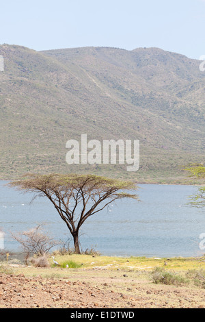 Beau paysage au lac Bogoria, au Kenya. Banque D'Images