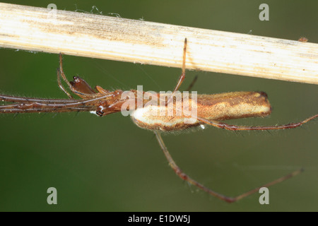 Spider (orbweaver plate longue Tetragnatha sp) sur reed Banque D'Images