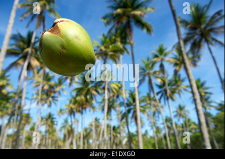 Coconut grove de la chute d'un cocotier vert grands arbres dans les ciel brésilien sur la côte de coco dans le Nordeste Brasil Banque D'Images