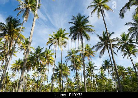 Bosquet de grands cocotiers vert sur la Costa dos Coqueiros Coconut Coast au nord-est de Bahia Brésil Nordeste Banque D'Images