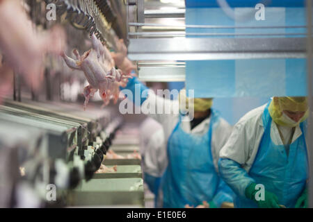 Fichier - Un fichier photo datée du 18 juillet 2014 affiche le travail dans un abattoir de volailles dans Moeckern, Allemagne. Photo : Jens Wolf/dpa Banque D'Images