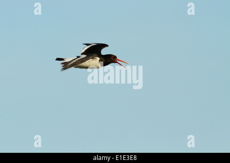 Huîtrier pie (Haematopus ostralegus) en vol contre un ciel bleu. North Uist, Hébrides extérieures, en Écosse. UK Banque D'Images