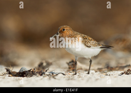 Bécasseau sanderling Calidris alba en plumage d'été photographié à Balranald, North Uist, Hébrides extérieures, en Écosse en mai. Banque D'Images