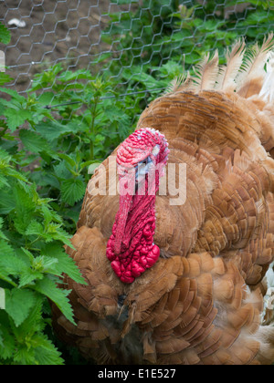 Portrait d'une Turquie brun rouge vif avec barbillons dans une basse-cour Banque D'Images