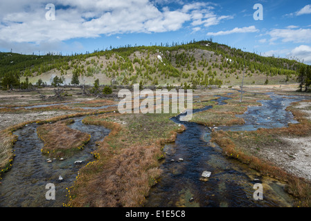 Débit d'eau par le biais d'un pré. Le Parc National de Yellowstone, Wyoming, USA. Banque D'Images