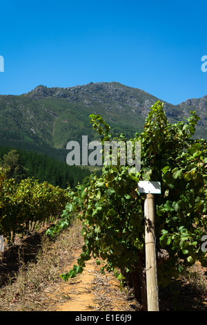 Vignoble et montagne, afrique du sud Banque D'Images