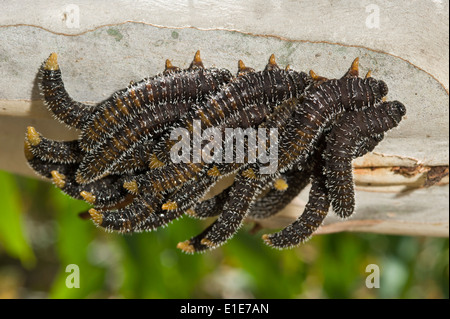 Spitfire australien infestant les eucalyptus Banque D'Images