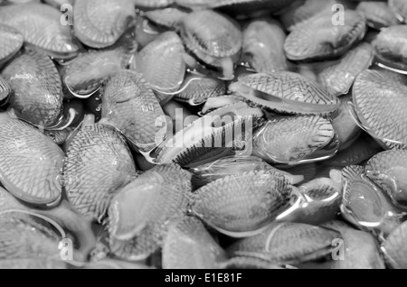 Des gros plan de la mactre d'arrière-plan, la mactre à col court, clams, palourdes Tapis, Vénus, shell clam Bébé, Paphia undulata, Intervenant Banque D'Images