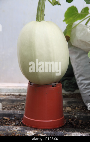 Cucurbita pepo courge spaghetti 'Spot' pris en charge sur Banque D'Images