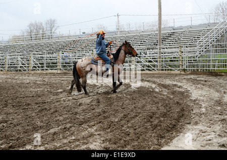 Arena cowboy arrondit les bovins au stylo. Banque D'Images