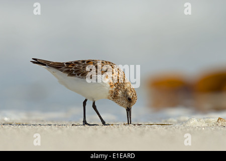 Bécasseau sanderling Calidris alba en plumage d'été photographié à Balranald, North Uist, Hébrides extérieures, en Écosse en mai. Banque D'Images