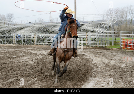 Arena cowboy arrondit les bovins au stylo. Banque D'Images