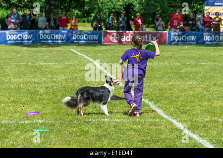 Wroclaw, Pologne. Dimanche 1er juin 2014. Le 1er juin à Wroclaw des concours ont eu lieu Dog Chow Disc Cup 2014. Banque D'Images