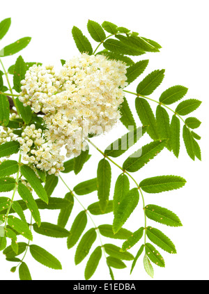 Fleurs rowan isolated on white Banque D'Images