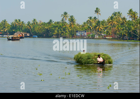 L'Inde, Etat du Kerala backwaters, Allepey, Banque D'Images
