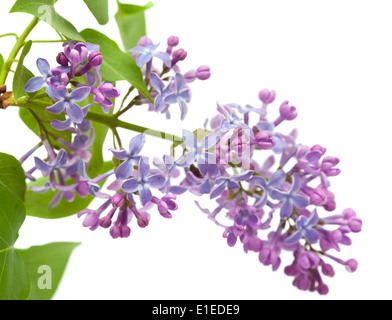 La direction générale de common lilac isolated on white Banque D'Images