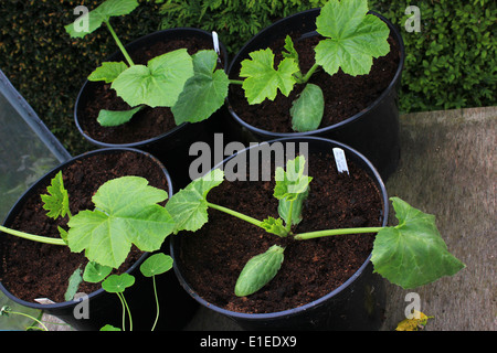 De plus en plus des courgettes en pots Banque D'Images