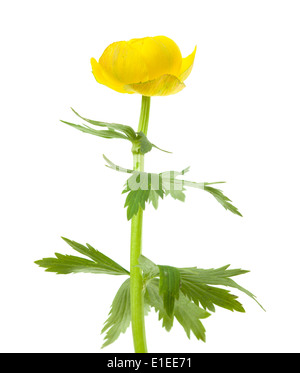 Trollius europaeus isolated Banque D'Images