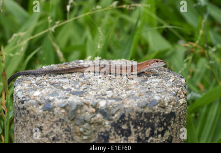 TAKYDROMUS, TACHYDROMOIDES KANAHEBI GAZON JAPONAIS, lézard, lézard, REPTILE Banque D'Images