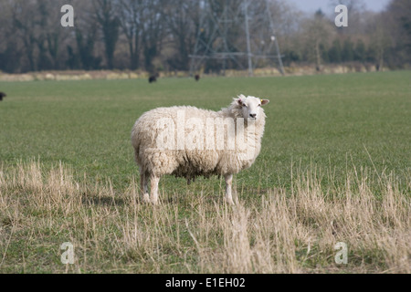 Black & White sheep in a field Banque D'Images