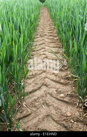 Trajet du tracteur par champ de blé de printemps dans le sud de l'Angleterre Sussex Banque D'Images