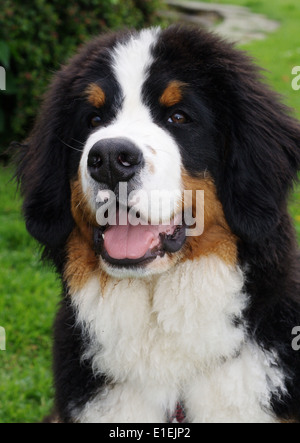 Berner Sennenhund Portrait Banque D'Images