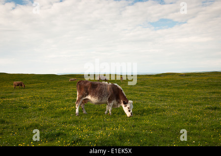Le pâturage des bovins laitiers dans une lumière chaude et les champs avec des renoncules jaunes Banque D'Images