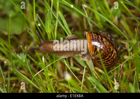 Arianta arbustorum, copse snail Banque D'Images