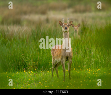 Le cerf sika avec fauve, Arne, UK Banque D'Images