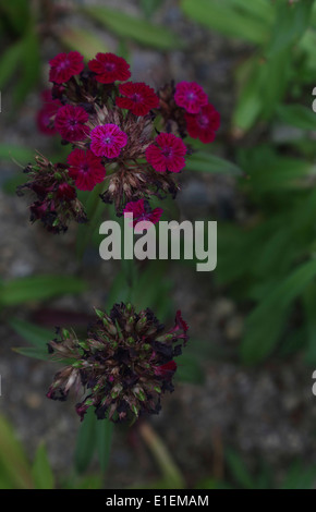 Withering rose de chine Banque D'Images