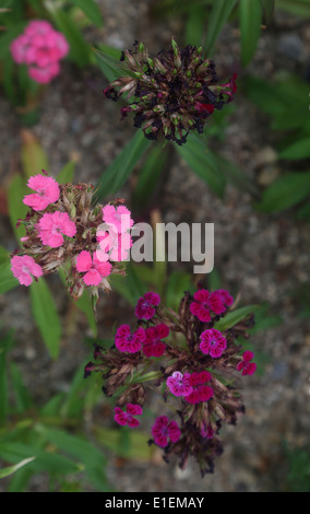 Withering rose de chine Banque D'Images
