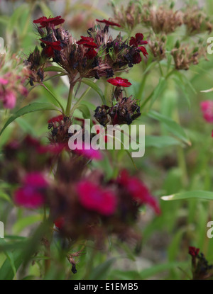 Withering rose de chine Banque D'Images