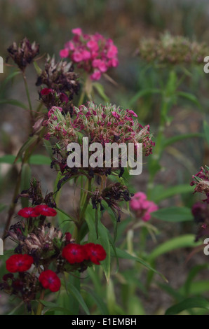 Withering rose de chine Banque D'Images